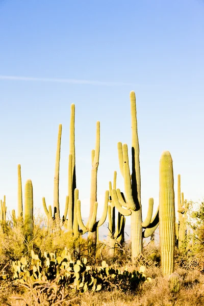 Saguaro nationalpark, arizona, usa — Stockfoto