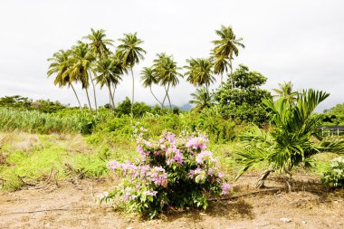 Nature of Grenada island clipart