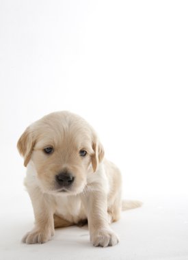 Puppy of golden retriever clipart