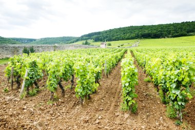 Vineyards near Gevrey-Chambertin, Cote de Nuits,Burgundy, France clipart
