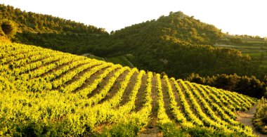 gigondas, provence, Fransa yakınındaki üzüm bağları