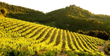 Vineyards near Gigondas, Provence, France clipart