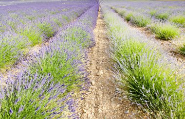 Lavanta alan, plato de valensole, provence, Fransa