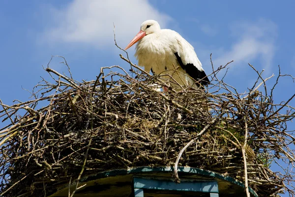 Stork, Netherlands — Stock Photo, Image