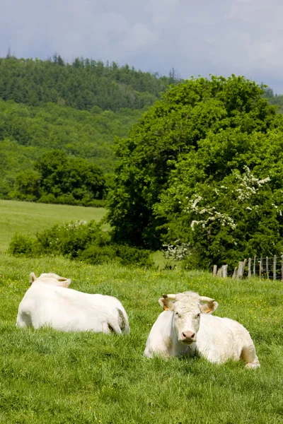 Vacas, Borgonha, França — Fotografia de Stock
