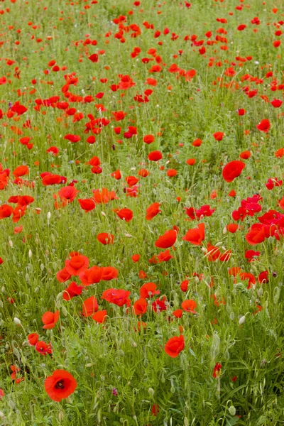 草地上的红色罂粟花，rh — 图库照片