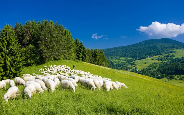 Efectivo ovino, Mala Fatra, Eslováquia — Fotografia de Stock