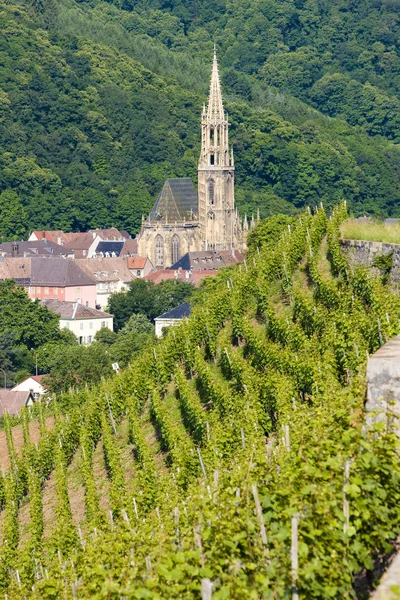 Grand cru vinic, thann, Alsasko, Francie — Stock fotografie