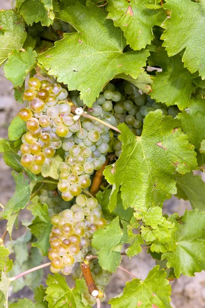 A szőlő a szőlő, Cseh Köztársaság — Stock Fotó