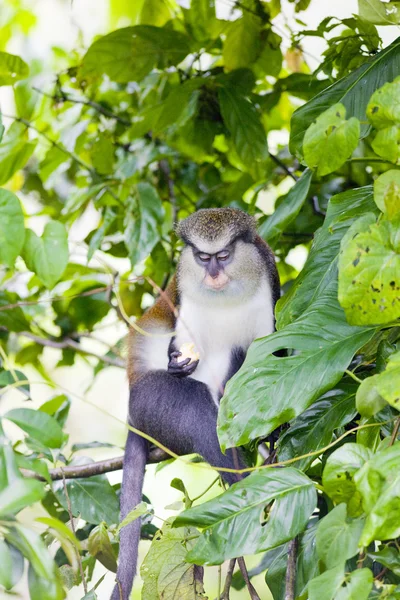 Opice v grand etang národním parku, grenada — Stock fotografie