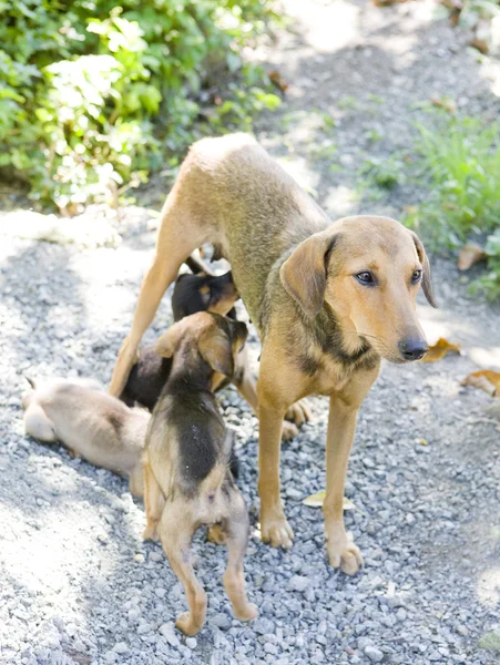 Cane femmina con cuccioli, Tobago — Foto Stock