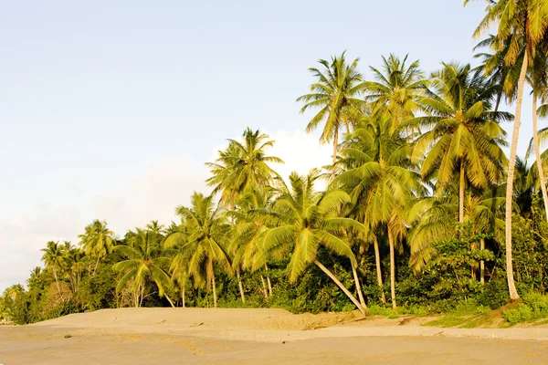Turtle Beach, Tobago — Stock fotografie