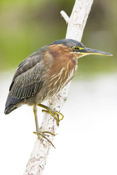 Fauna of Everglades National Park, Florida, EE.UU. — Foto de Stock