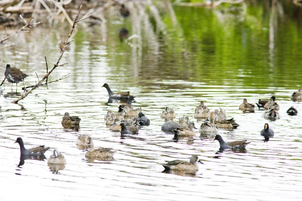 动物区系的大沼泽地国家公园，佛罗里达州，美国 — 图库照片