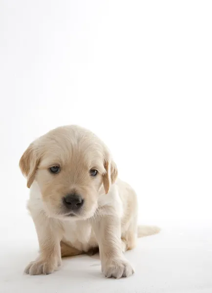 Cucciolo di golden retriever — Foto Stock