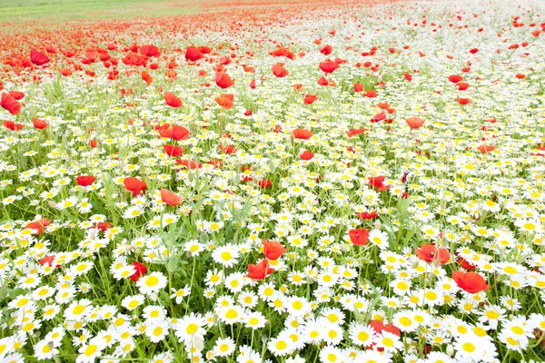 夏の花の草原 — ストック写真
