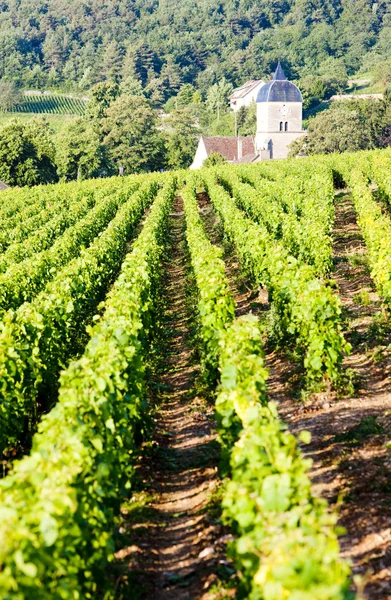 Winnice w pobliżu gevrey-chambertin, kurnik de nuits, Burgundii, Frank — Zdjęcie stockowe