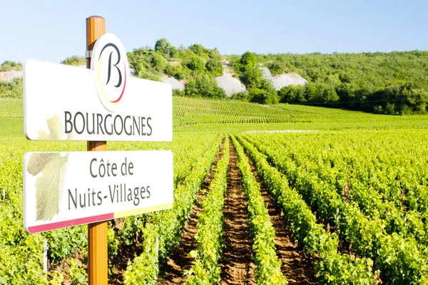 Vinic Côte de nuits, Burgundsko, Francie — Stock fotografie