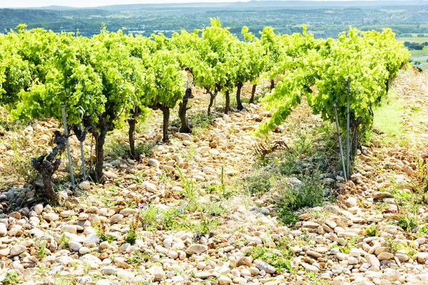 Vinhas perto de Chateauneuf-du-Pape, Provence, França — Fotografia de Stock
