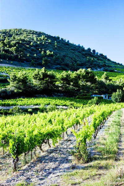 Vignobles près de Gigondas, Provence, France — Photo