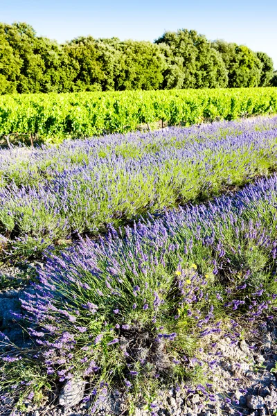 Lavender field with vineyard, Drome Department, Rhone-Alpes, Fra — Stock Photo, Image