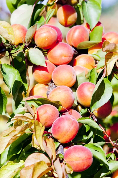 Abrikoser i frugtplantagen - Stock-foto