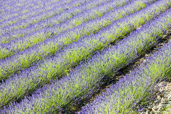 Лавандовое поле, департамент Дром, Рон-Фе, Франция — стоковое фото