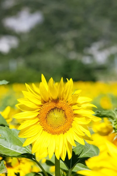 Sunflower field, Rhone-Alpes, France — Stock Photo, Image