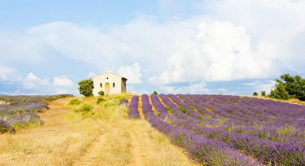 Capela com campo de lavanda, Plateau de Valensole, Provence, Fran — Fotografia de Stock