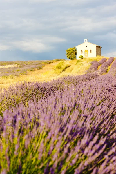 Chapelle avec champ de lavande, Plateau de Valensole, Provence, Fran — Photo