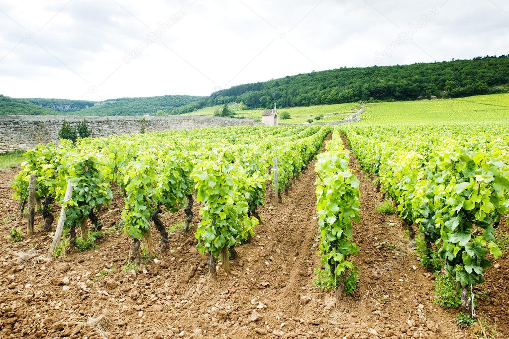 Vineyards near Gevrey-Chambertin, Cote de Nuits,Burgundy, France