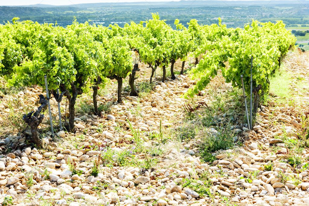 Vineyards Near Chateauneuf Du Pape Provence France Stock Photo By C Phb Cz