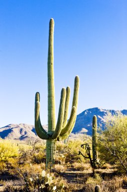 Saguaro National Park clipart