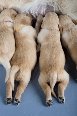 Golden retriever with puppies clipart