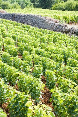 Vineyard yakınındaki brochon, cote de nuits, Burgonya, Fransa