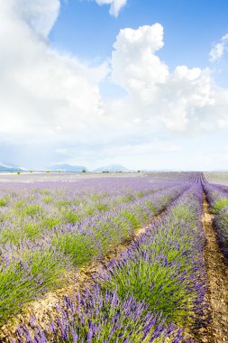 Lavender field clipart