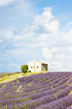Lavanta tarlası olan şapel, Valensole Platosu, Provence, Fransa