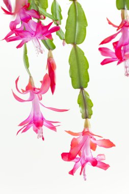 Christmas cactus clipart