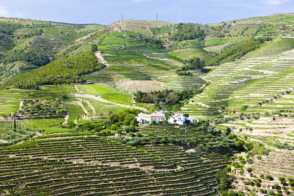 Vineyars in Douro Valley, Portugal — Stock Photo, Image