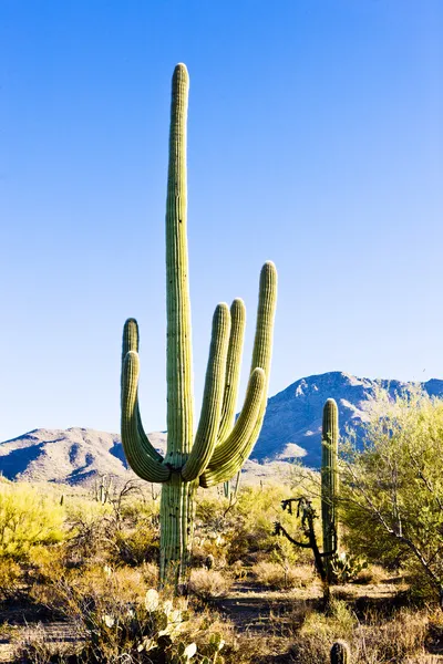 Nationaal park Saguaro — Stockfoto