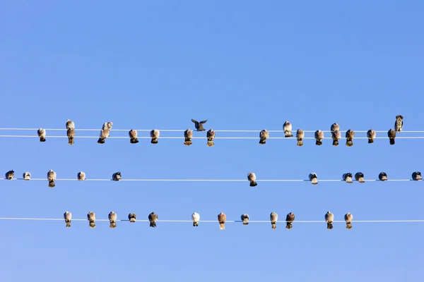 ワイヤー ネバダ州 アメリカ合衆国に座っている鳥 — ストック写真