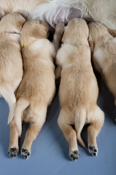 Golden retriever with puppies — Stock Photo, Image