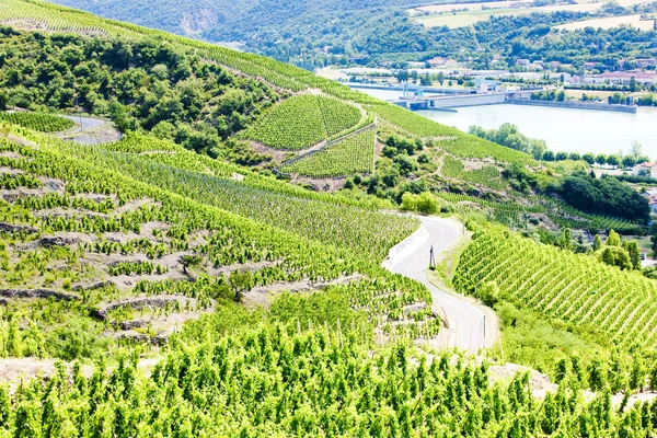 Grand cru viñedos cerca de Ampuis, Costa Rotie, Ródano-Alpes, Francia —  Fotos de Stock