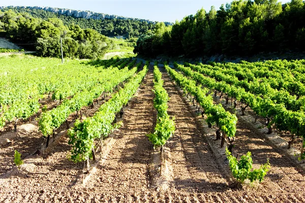 Виноградники рядом с Gigondas, Прованс, Франция — стоковое фото