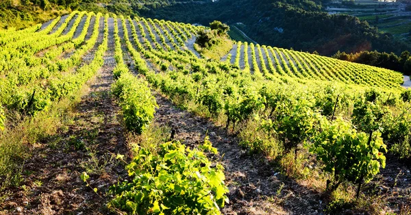 Виноградників Поблизу Жигондас Жіґондас Провансі Франція — стокове фото