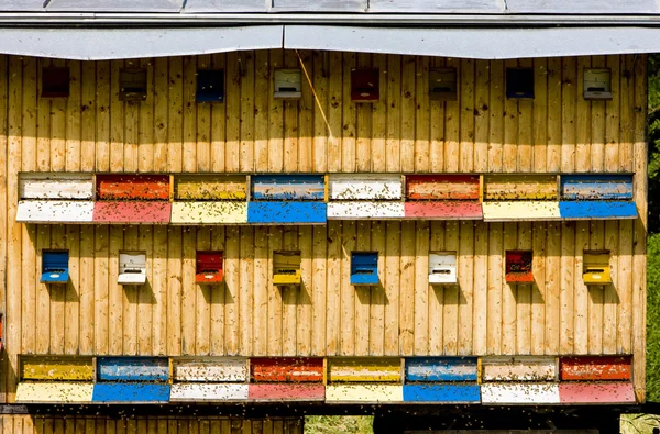 Arı Kovanı Slovakya — Stok fotoğraf