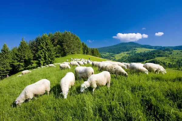 Koyun sürüsü, mala fatra, Slovakya — Stok fotoğraf