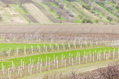 vineyard called Kravi hora near Kobyli, Czech Republic