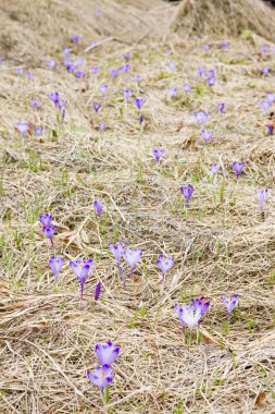 Colchicum