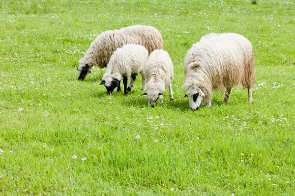 Fåren Ängen Bosnien Och Hercegovina — Stockfoto